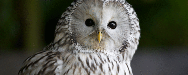 parc d'oiseau à Lyon