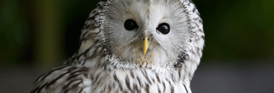 parc d'oiseau à Lyon